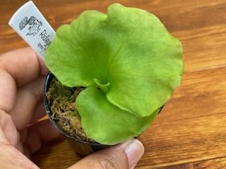 Amazon｜frog_yamato【ridleyi nano】リドレイ ナノ 細葉 ビカクシダ